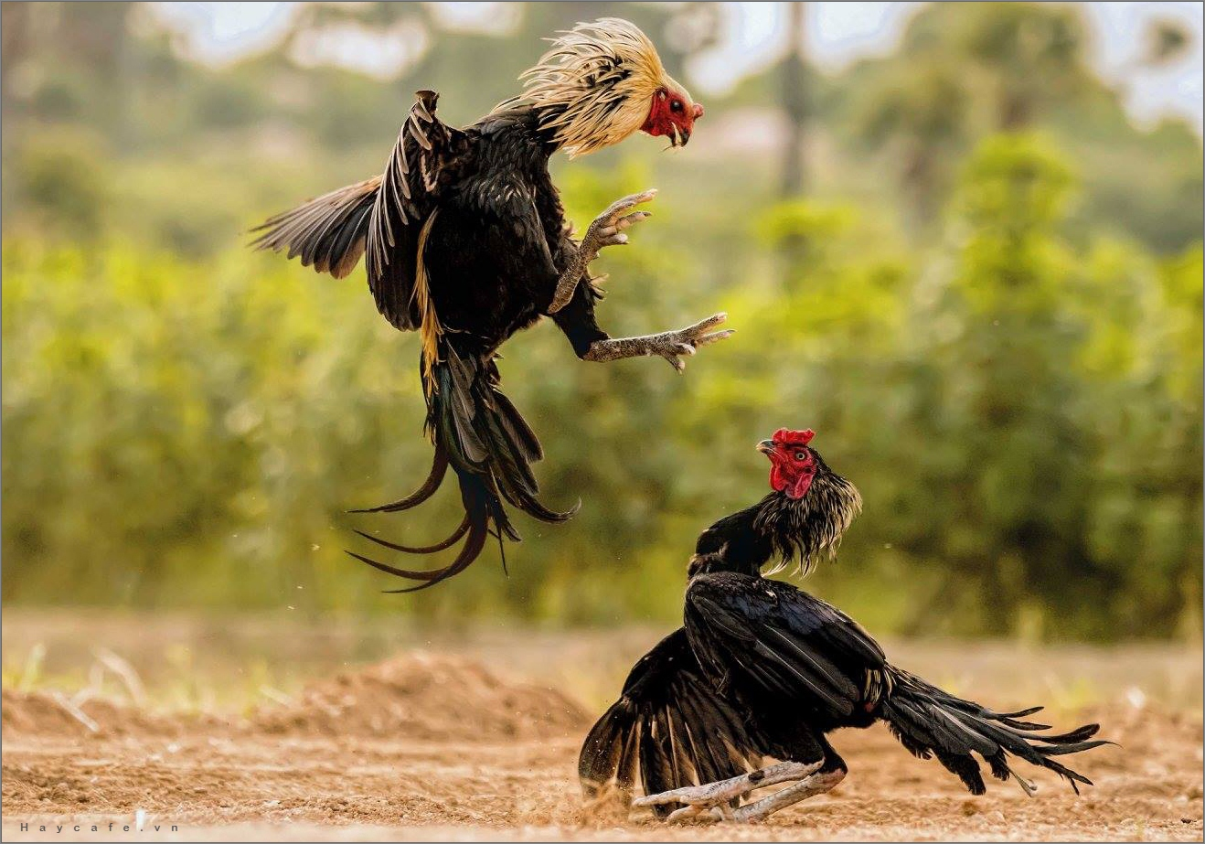 Exploring the World of Thomo Cockfighting 1win Bangladesh and MM99