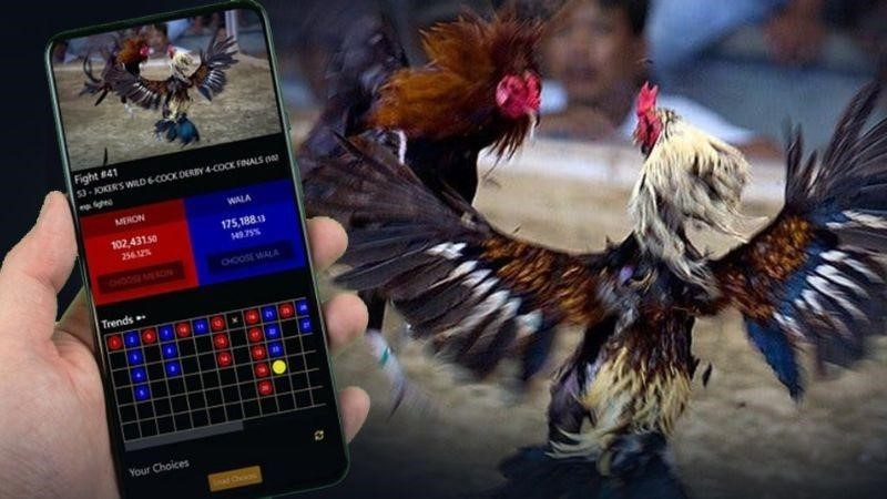 Đá gà thường xuyên – Bí quyết để nâng cao kỹ năng và thành công trong thi đấu